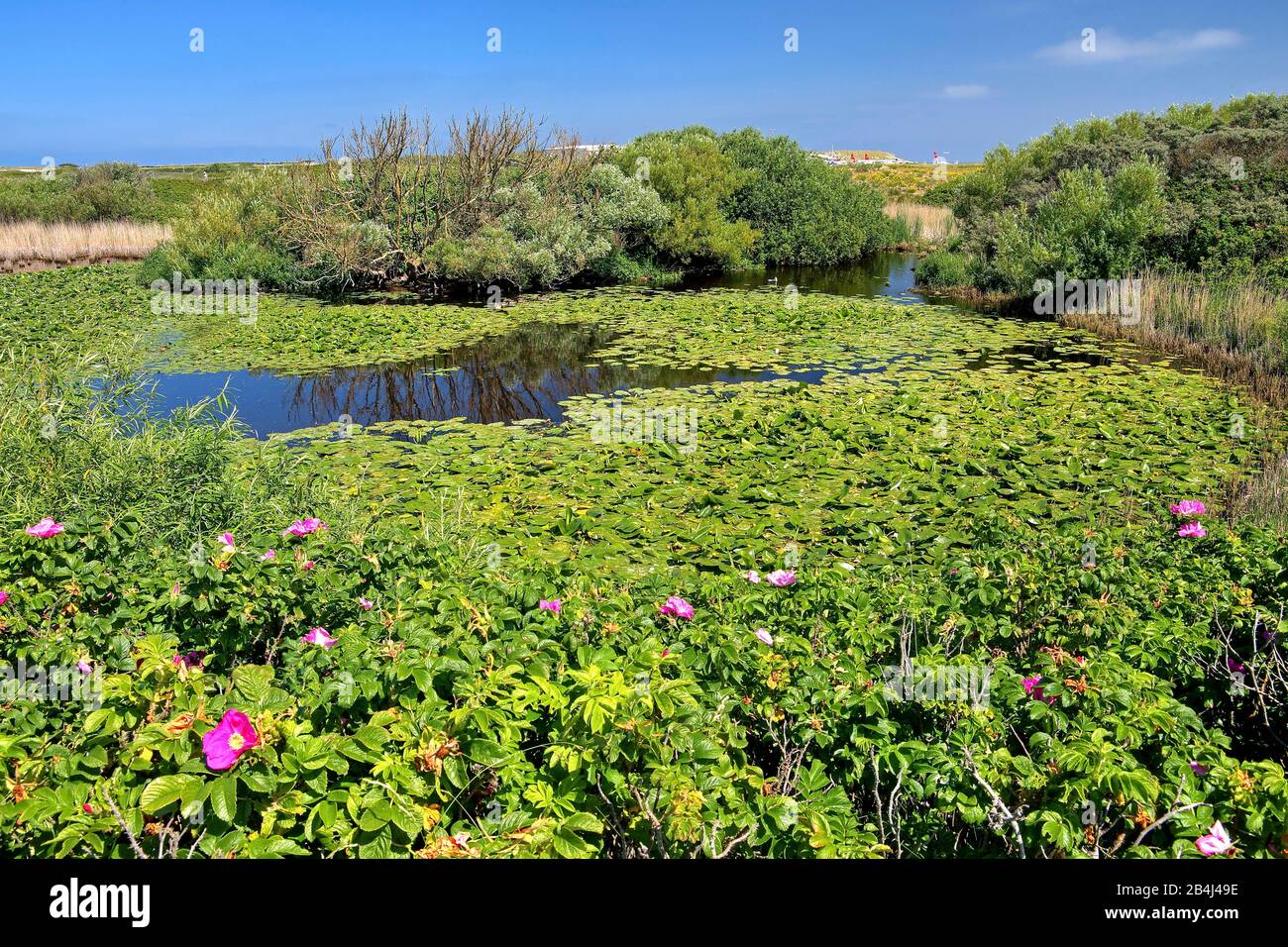 Freshwater pond with water lilies and beach roses on the Badedüne, Heligoland, Helgoland Bay, German Bay, North Sea island, North Sea, Schleswig-Holstein, Germany Stock Photo