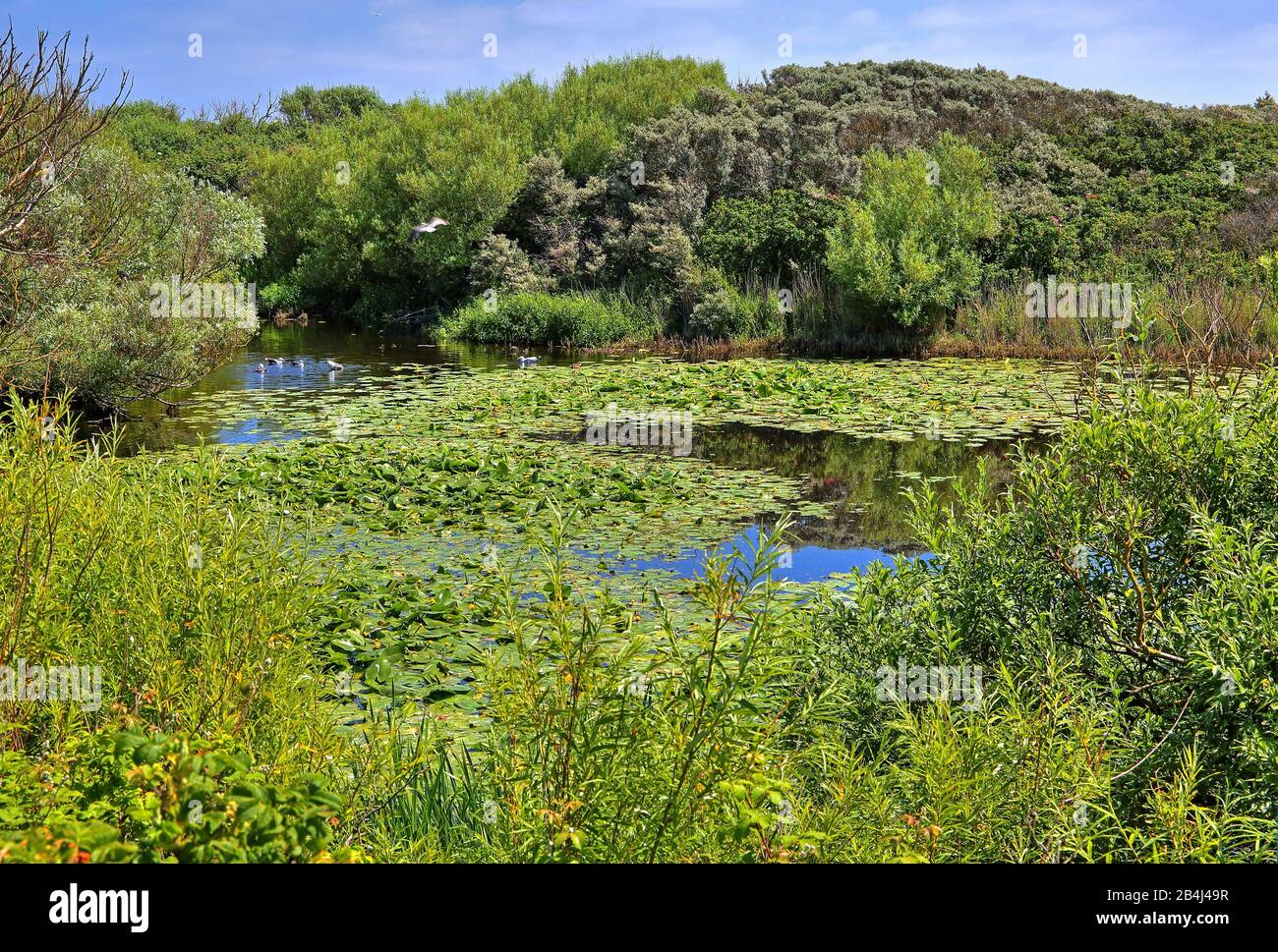 Freshwater pond with water lilies on the Badedüne, Heligoland, Heligoland Bay, German Bay, North Sea island, North Sea, Schleswig-Holstein, Germany Stock Photo