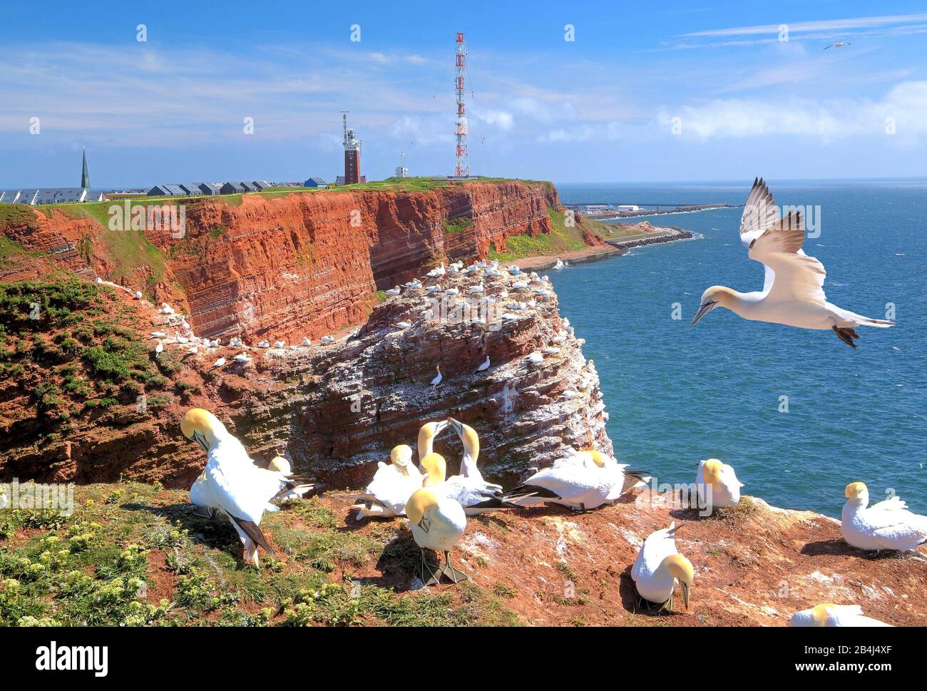 Northwest cliff with breeding seabirds, gannets, lighthouse and mast on the Oberland, Heligoland, Helgoland Bay, German Bight, North Sea island, North Sea, Schleswig-Holstein, Germany Stock Photo