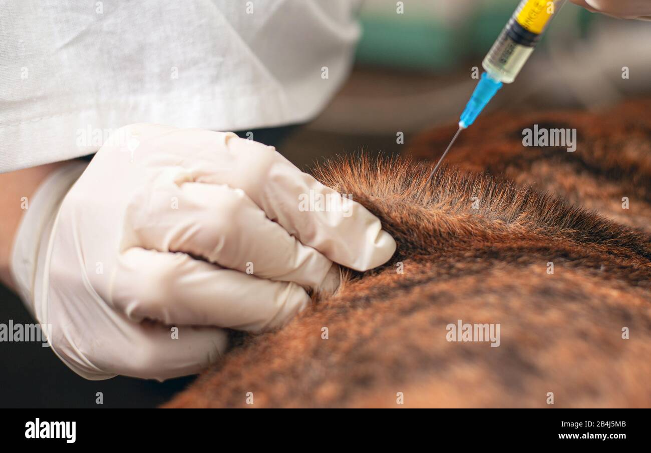 Vet Injection vet gives an injection to a sick dog. doctor holding a syringe with ...