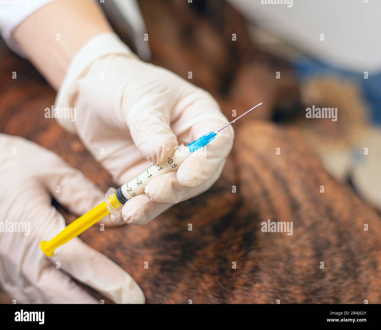 Animal doctor injection hires stock photography and images Alamy