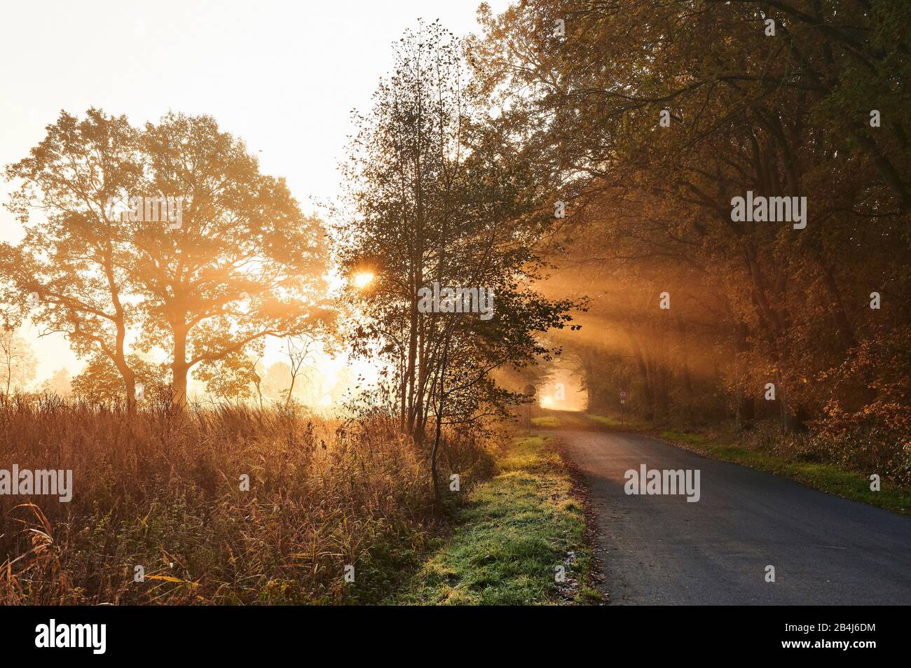 Germany, Lower Saxony, Lüneburg Heath, Brietlingen, Lüdershausen, way to the Reihersee, forest, sunrise, fog, light Stock Photo