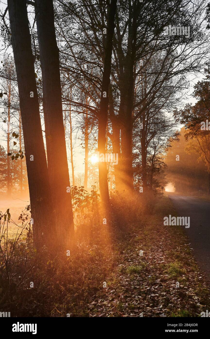 Germany, Lower Saxony, Lüneburg Heath, Brietlingen, Lüdershausen, way to the Reihersee, forest, sunrise, fog, light Stock Photo