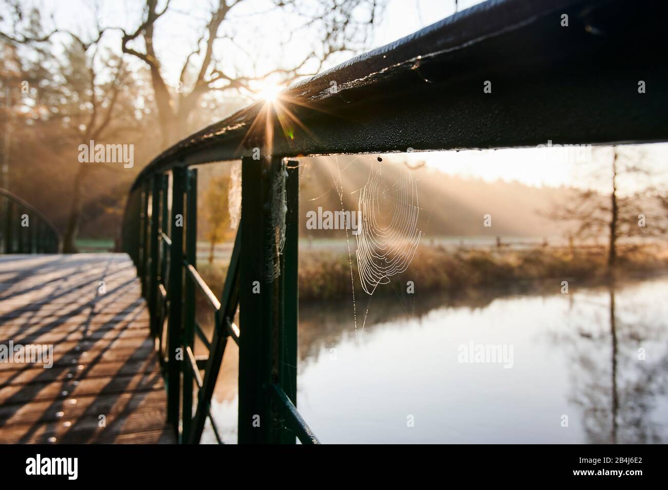 Germany, Lower Saxony, Lüneburg Heath, Lüneburg, Düvelsbrook, Ilmenau, Devil's Bridge, close-up, cobwebs, sunrise, fog, light Stock Photo