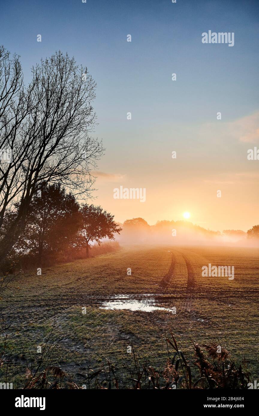 Nature, Germany, Lower Saxony, Lüneburg Heath, Brietlingen, Lüdershausen, Feld am Reihersee, sunrise, fog Stock Photo