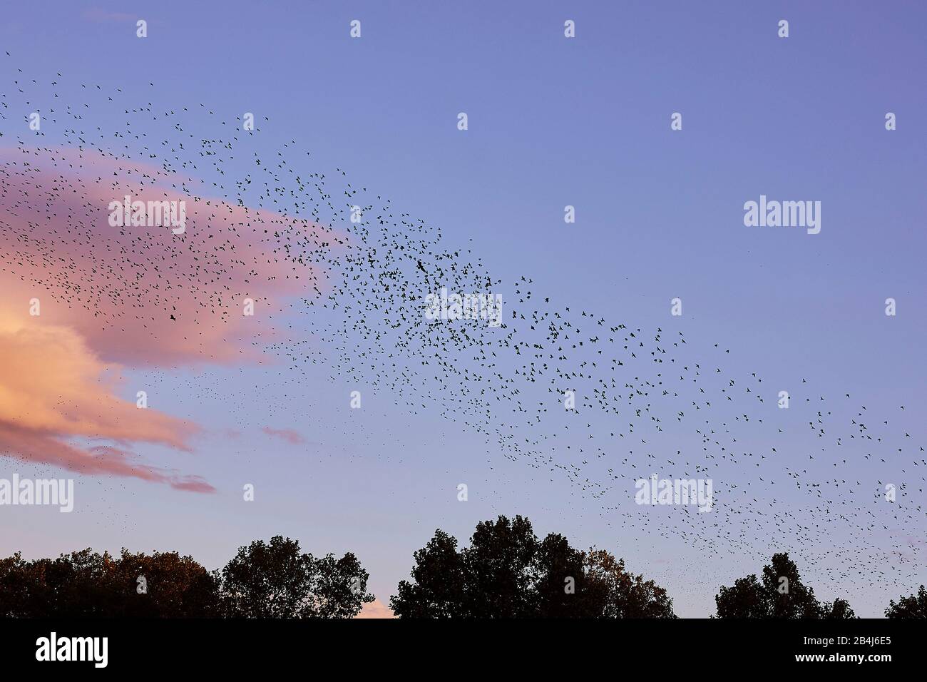 A flock of birds in the sky, on the left a pink cloud Stock Photo