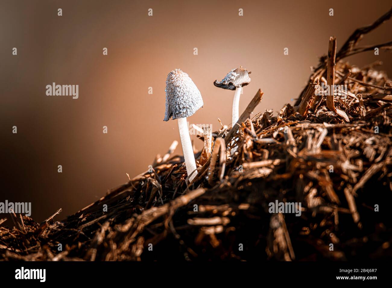 hungry fertilizer, Panaeolus papilionaceus, mushroom on a dung heap Stock Photo