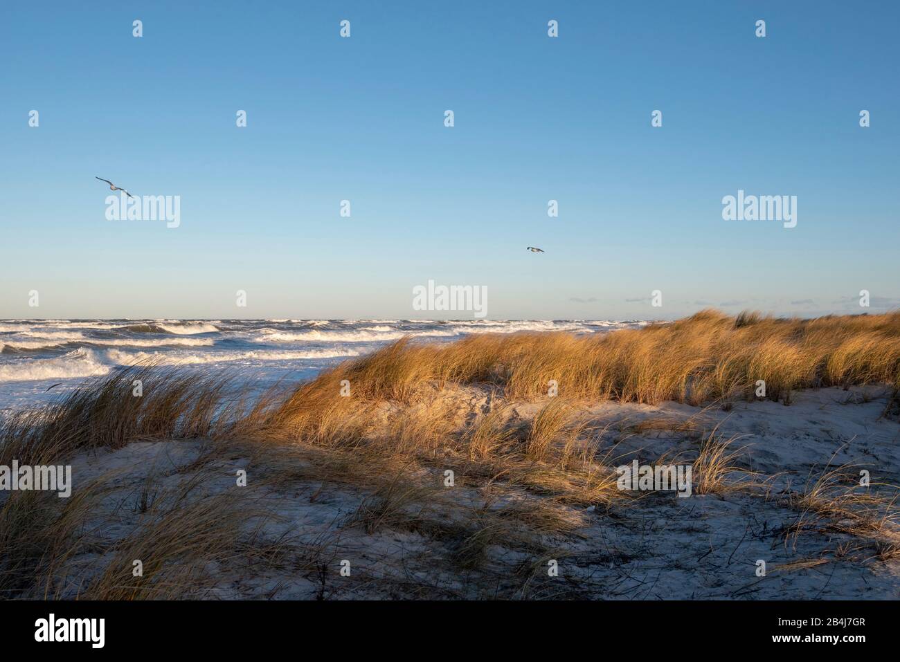Germany, Mecklenburg-Vorpommern, Prerow, the first storm of the year, waves, beach Prerow, Baltic Sea. Stock Photo