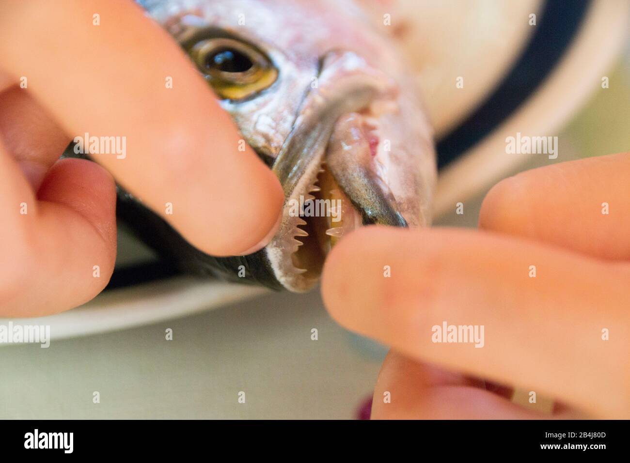 Teeth of the Blaufisches, also called Bluefish or Bluefish, Pomatomus saltatrik Stock Photo