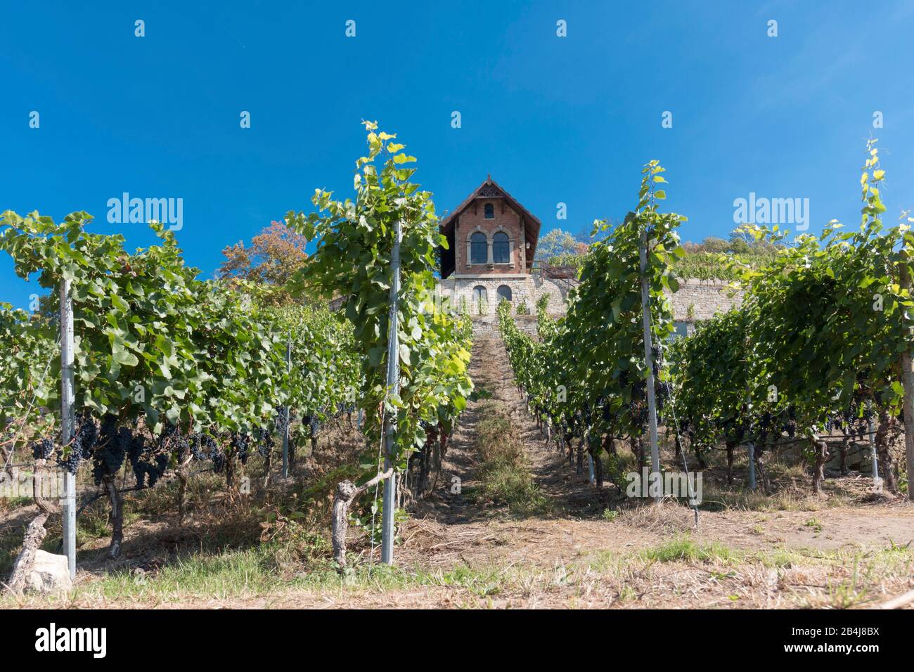 Deutschland, Sachsen-Anhalt, Freyburg, Blick auf einen Weinberg in Freyburg, dem nördlichsten Weinbaugebiet Deutschlands. Stock Photo