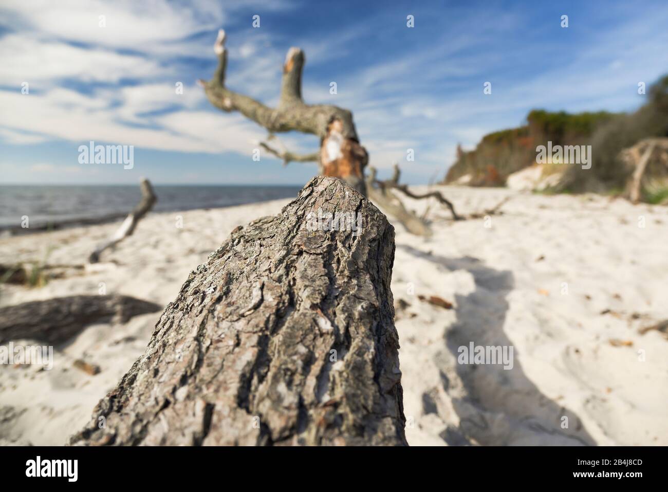 Detail of a tree lying on the peninsula Fischland - Darß as flotsam on the west beach, deserted in summer Stock Photo