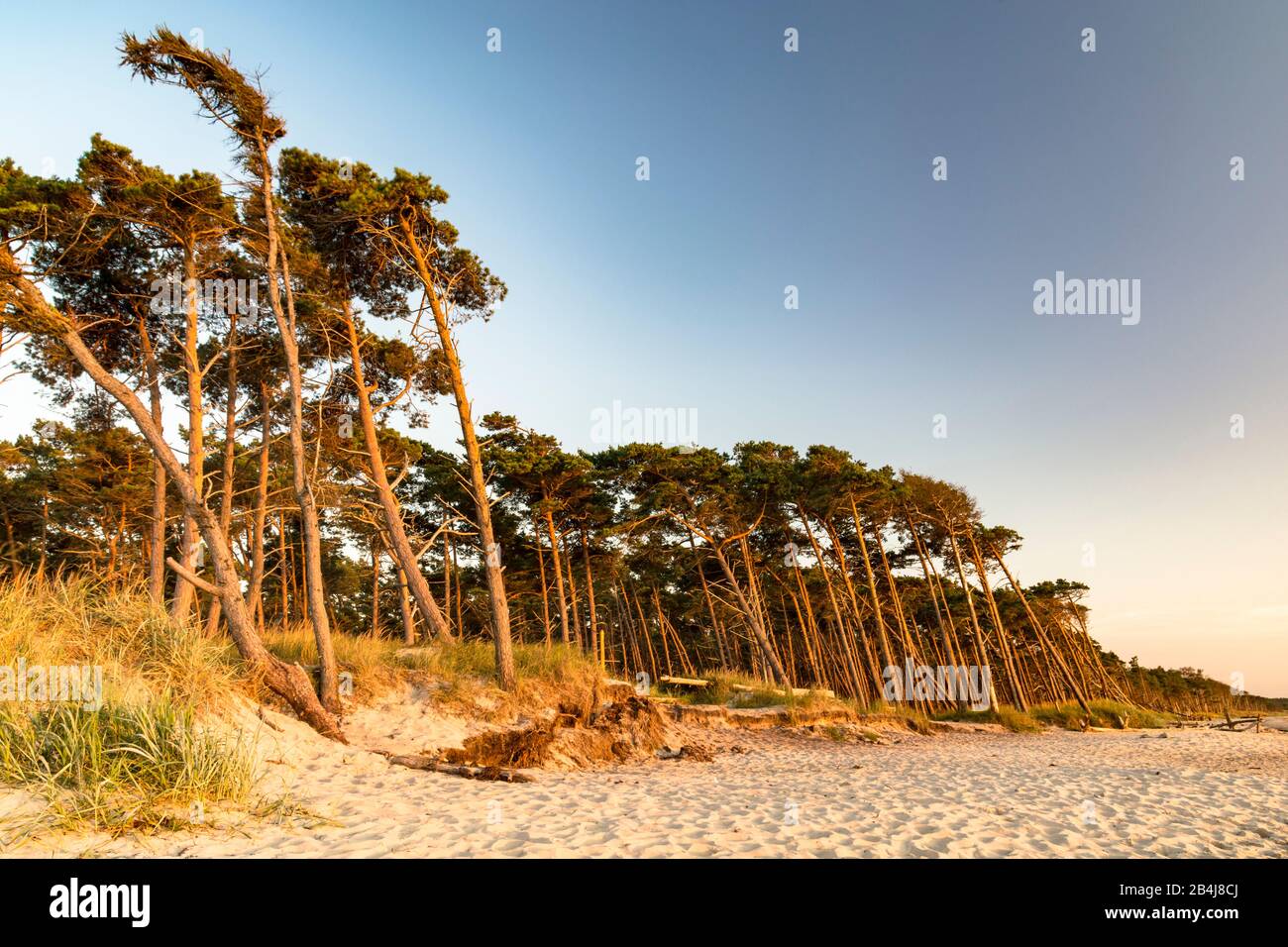 View over the deserted west beach with the typical wind-shaped pines on the Baltic coast in the evening light Stock Photo