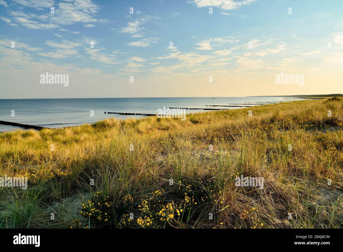 Blick über die blühende Dünen mit Strand, menschenleerer Ostsee und Wellenbrechern bei Ahrenshoop zum Sonnenaufgang im Sommer Stock Photo