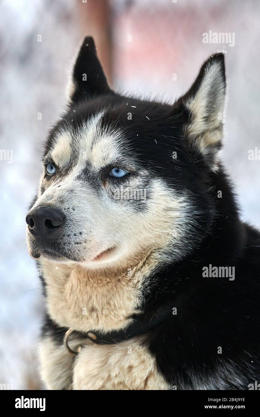 Siberian  ,Husky dog outdoors. Portrait of a husky dog in nature. Close-up. Stock Photo