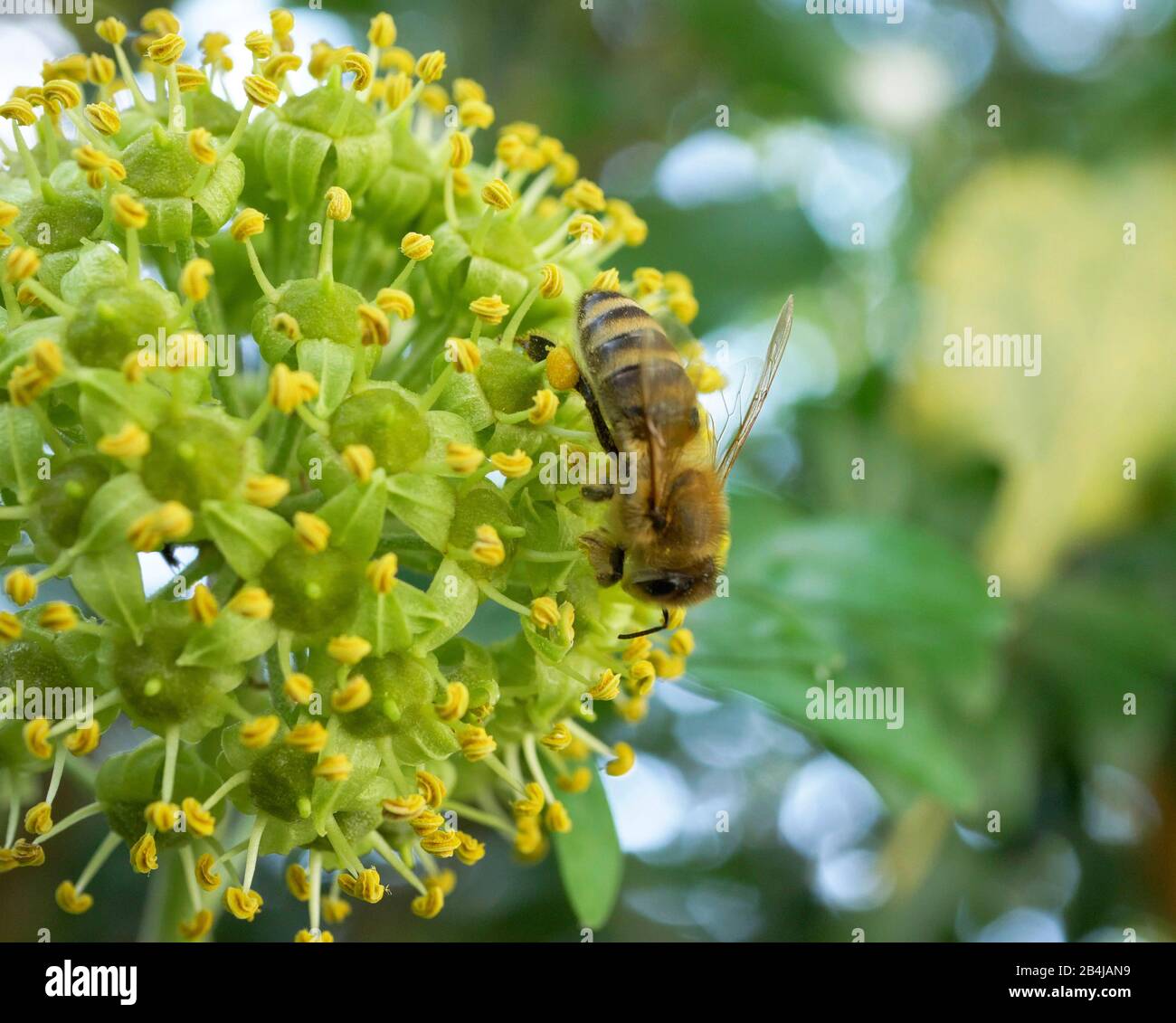 Bee seeks nectar at a flowering ivy (Hedera helix) in late summer, Bavaria, Germany, Europe Stock Photo