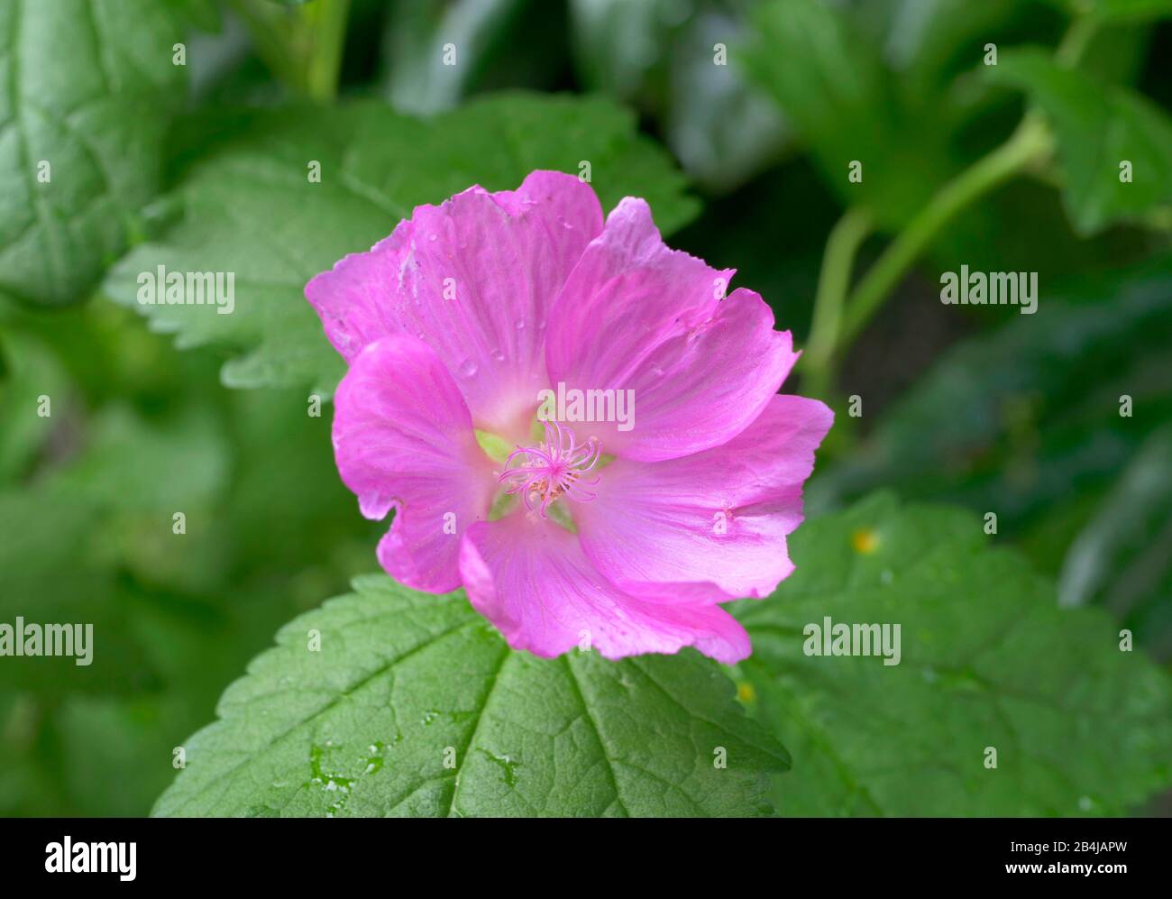 Wild Mallow (Malva sylvestris), Bavaria Germany, Europe Stock Photo