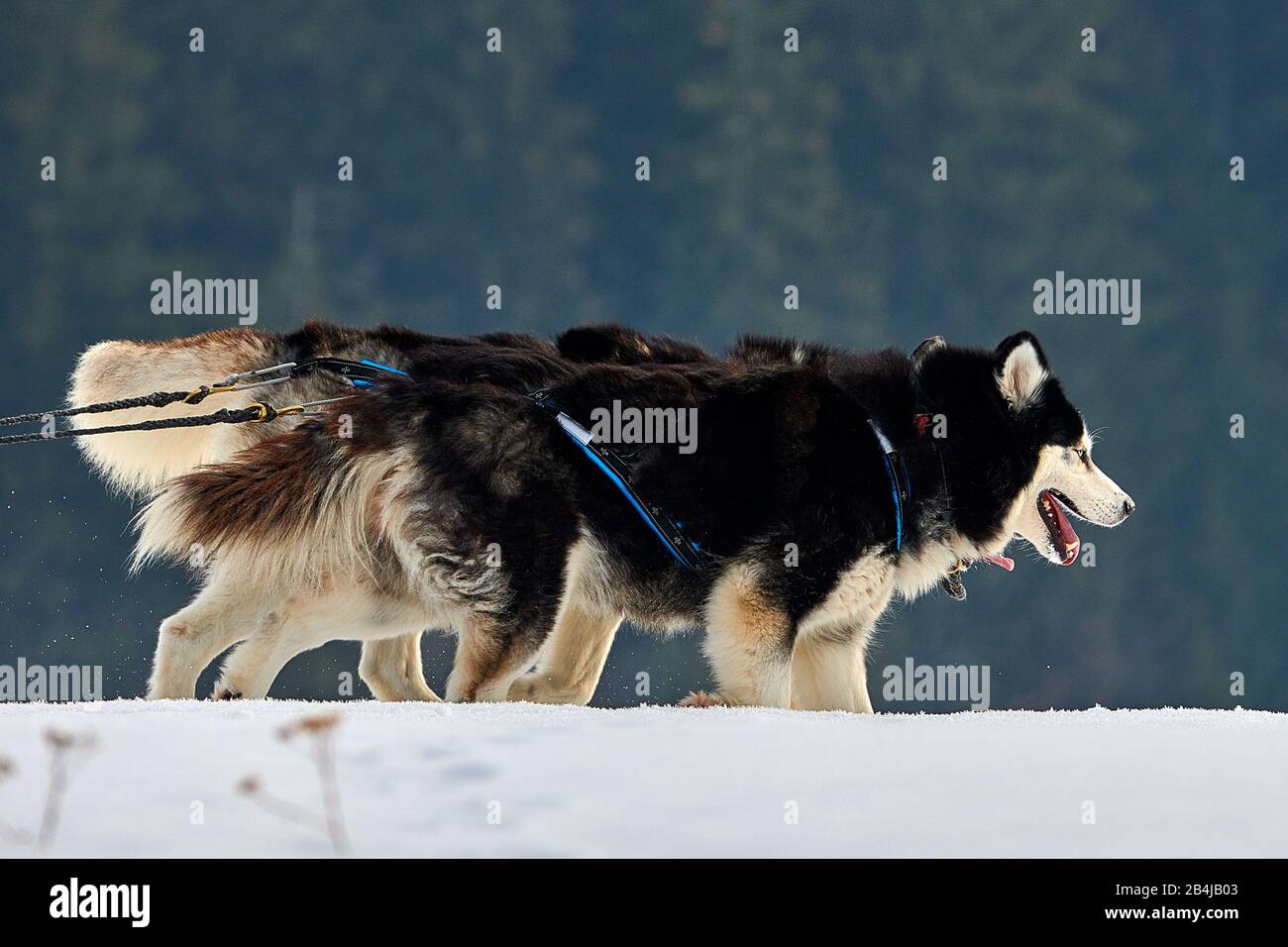 Siberian Husky dogs outdoors, Portrait of a husky dogs participating in ...