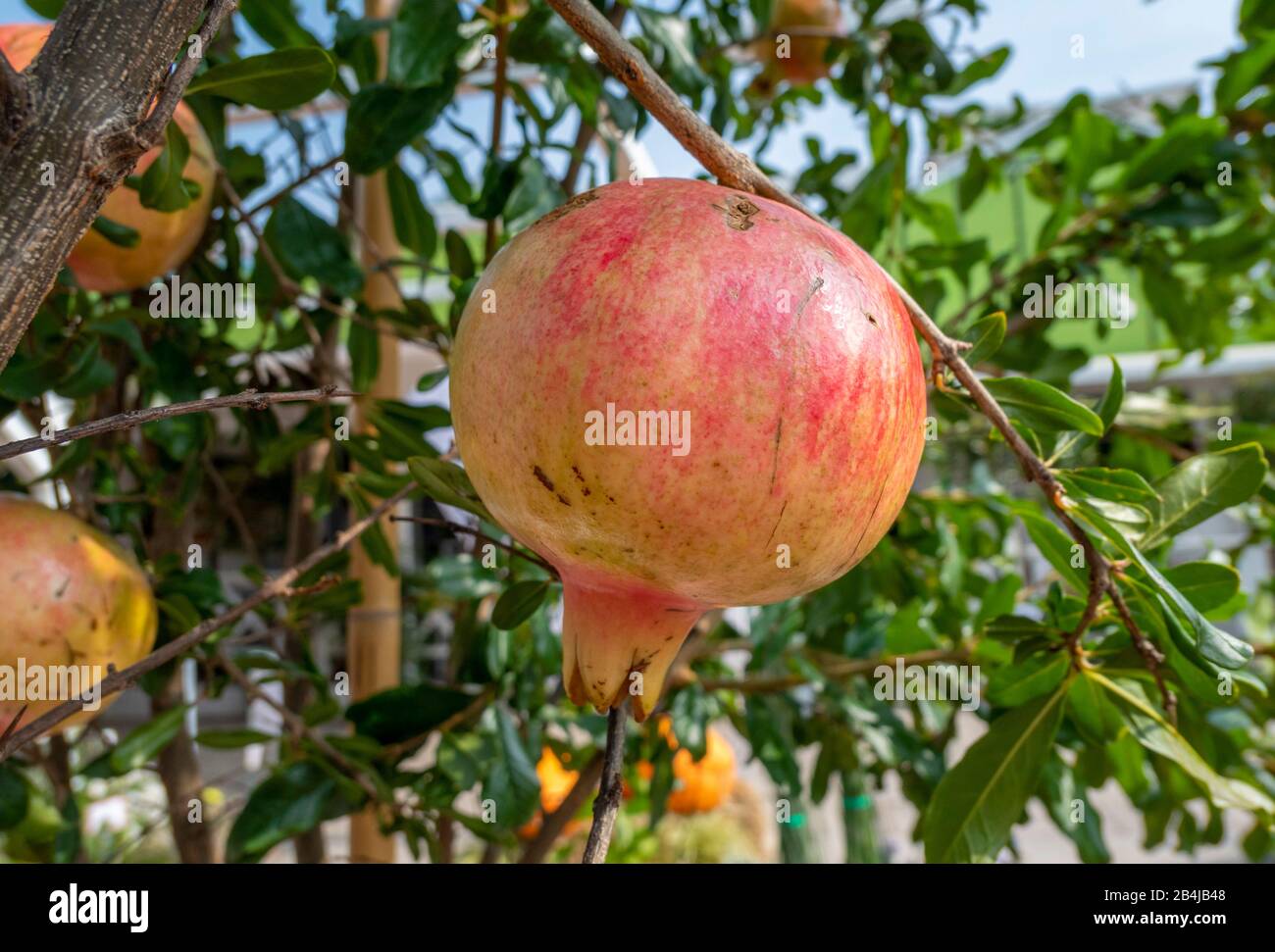 Pomegranate (Punica granatum), fruits grow on the tree, Bussolengo, Veneto, Italy Stock Photo