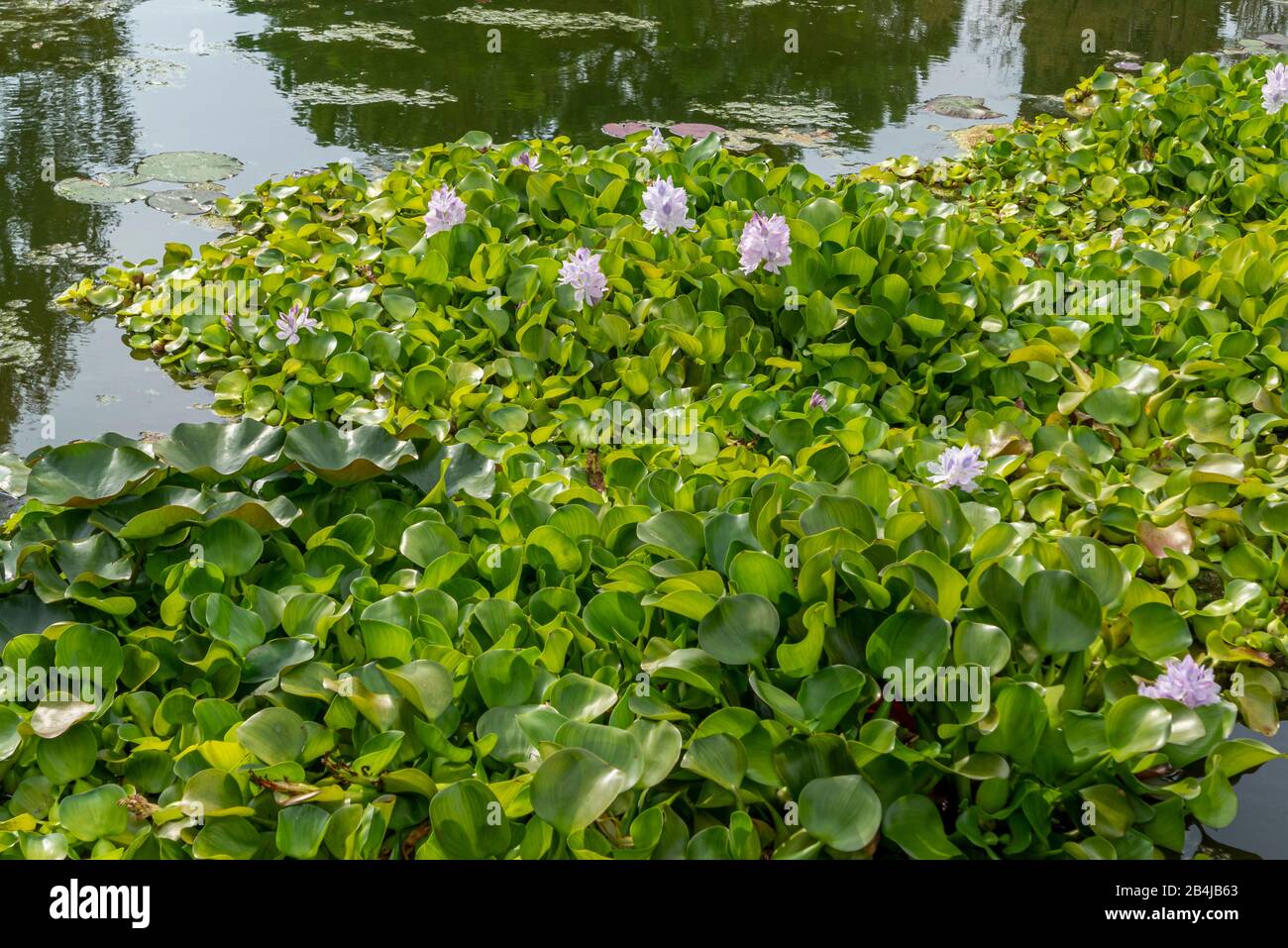 Blooming Water Hyacinth (Eichhornia crassipes) in a pond, Valeggio sul Mincio, Veneto, Italy Stock Photo