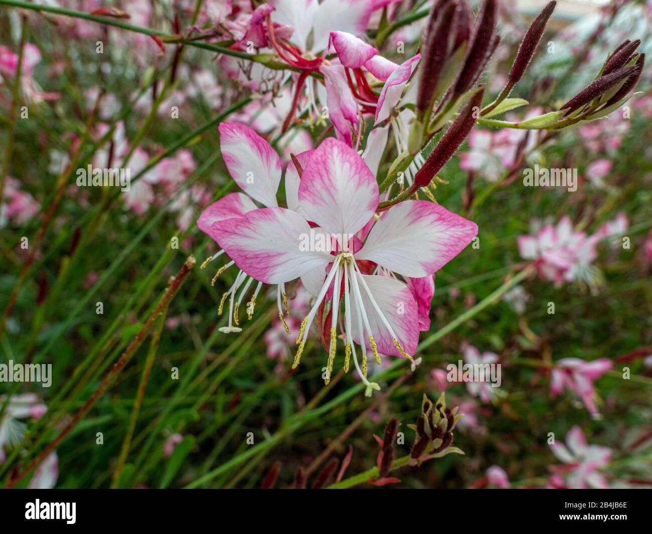 Blossom of a pink gaura (Gaura lindheimeri), Veneto, Italy, Europe Stock Photo