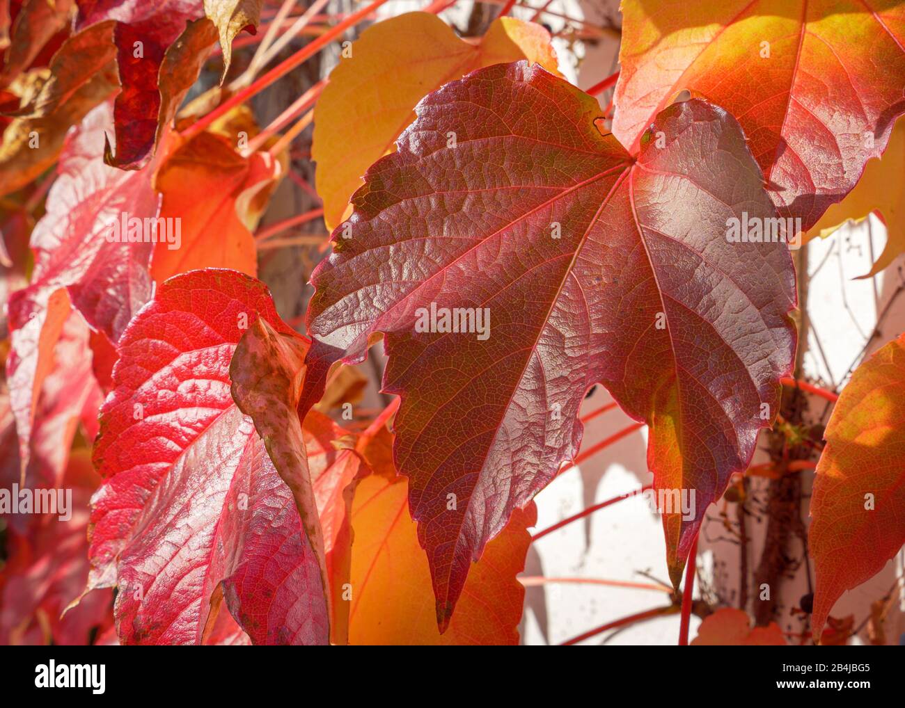 Autumnally colored red vine leaves vitis vinifera hires stock