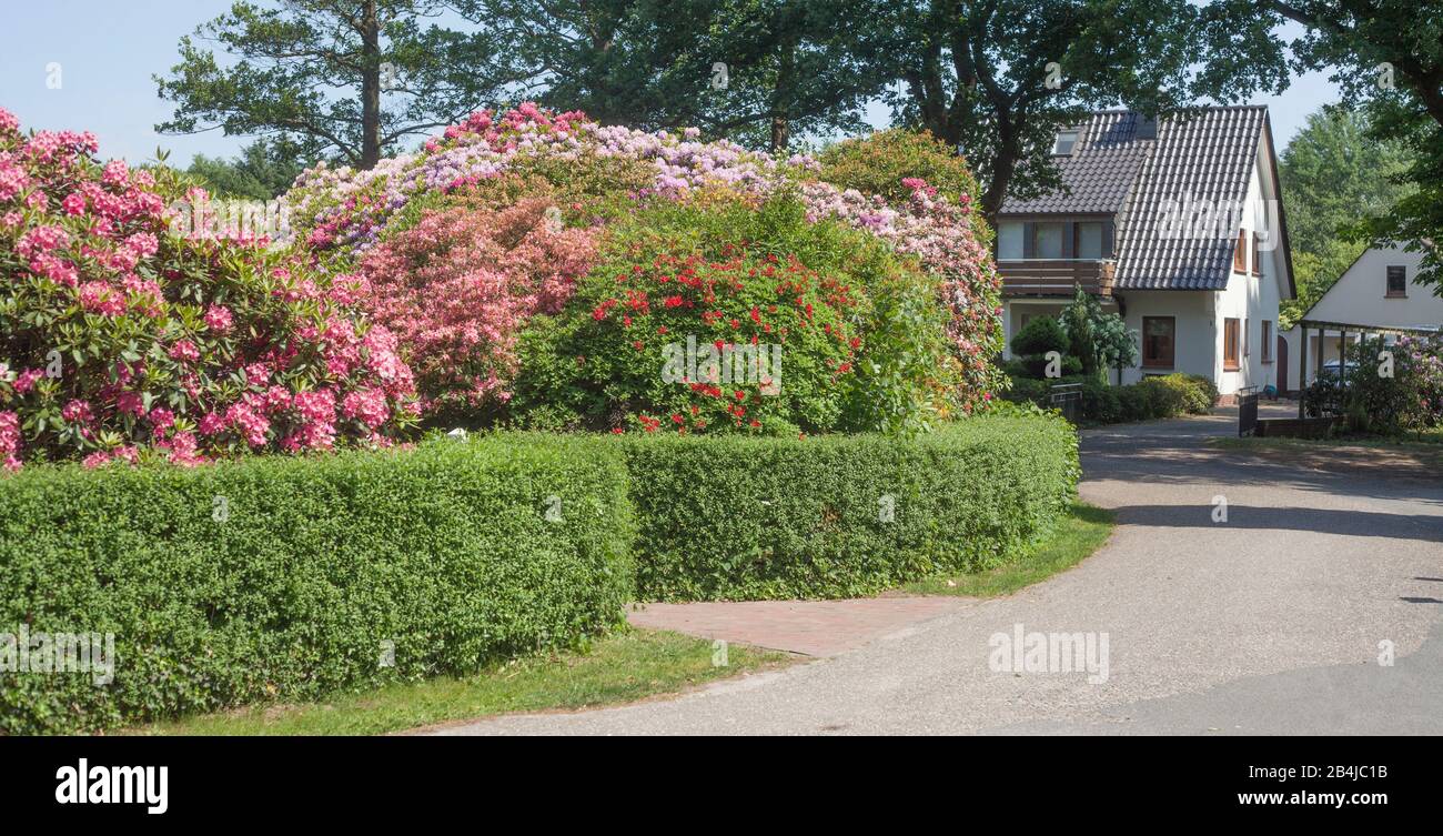 Modern residential building with garden hedge and rhododendron blossom, Bad Zwischenahn, Lower Saxony, Germany, Europe Stock Photo