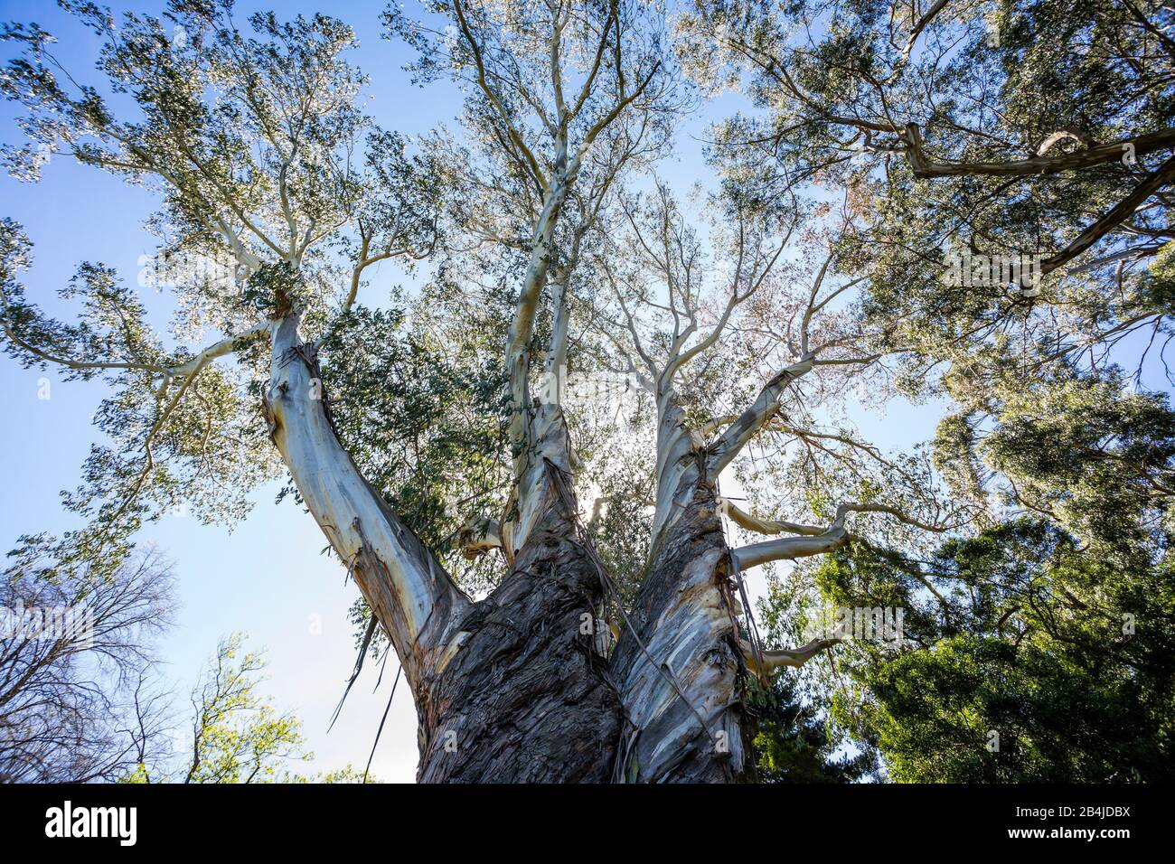 Big tree, Christchurch Botanic Gardens, New Zealand South Island Stock