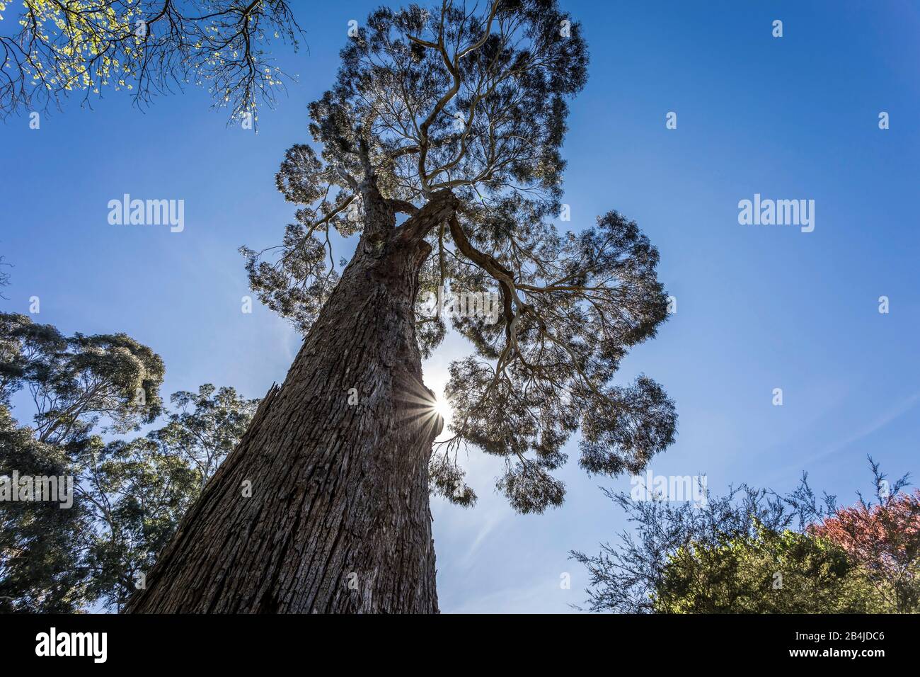 Big tree, Christchurch Botanic Gardens, New Zealand South Island Stock