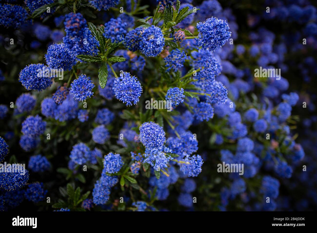 Blue Plant: Ceanothus concha, morning mood, Christchurch Central City Stock Photo