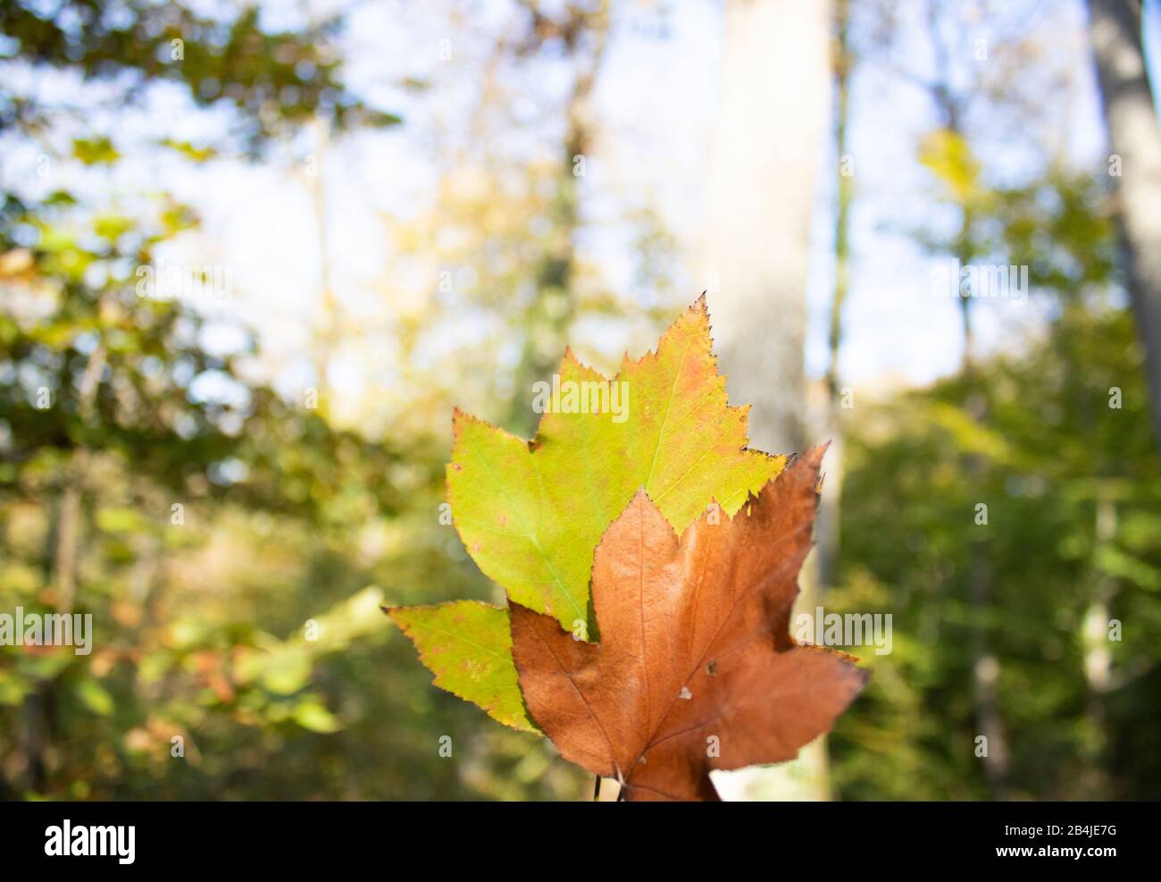 Sycamore shaped leaves hi-res stock photography and images - Alamy
