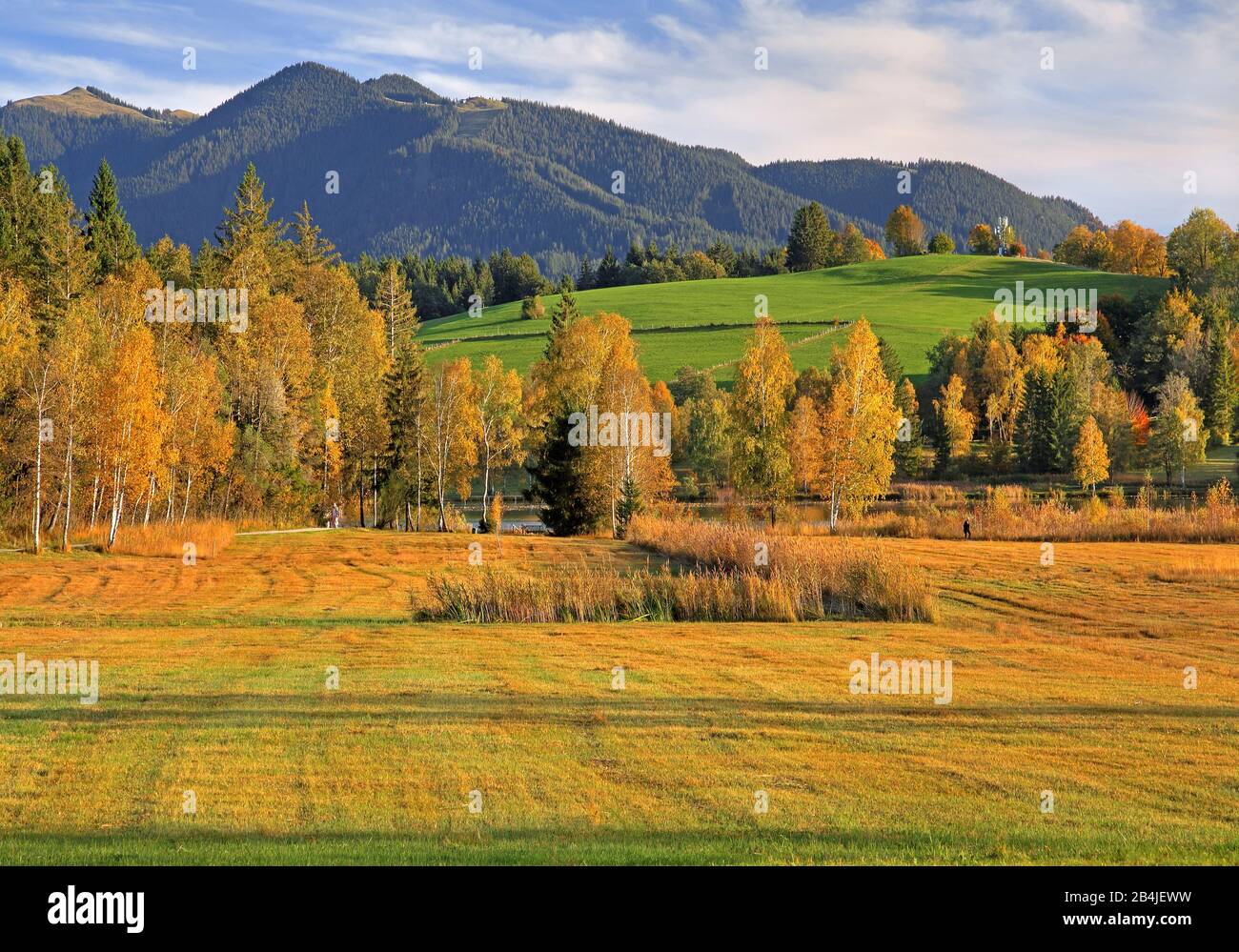 Moorland landscape at the Soiener See against Hörnle (1484m) of the Ammergau Alps, Bad Bayersoien, Alpine foothills, Upper Bavaria, Bavaria, Germany Stock Photo