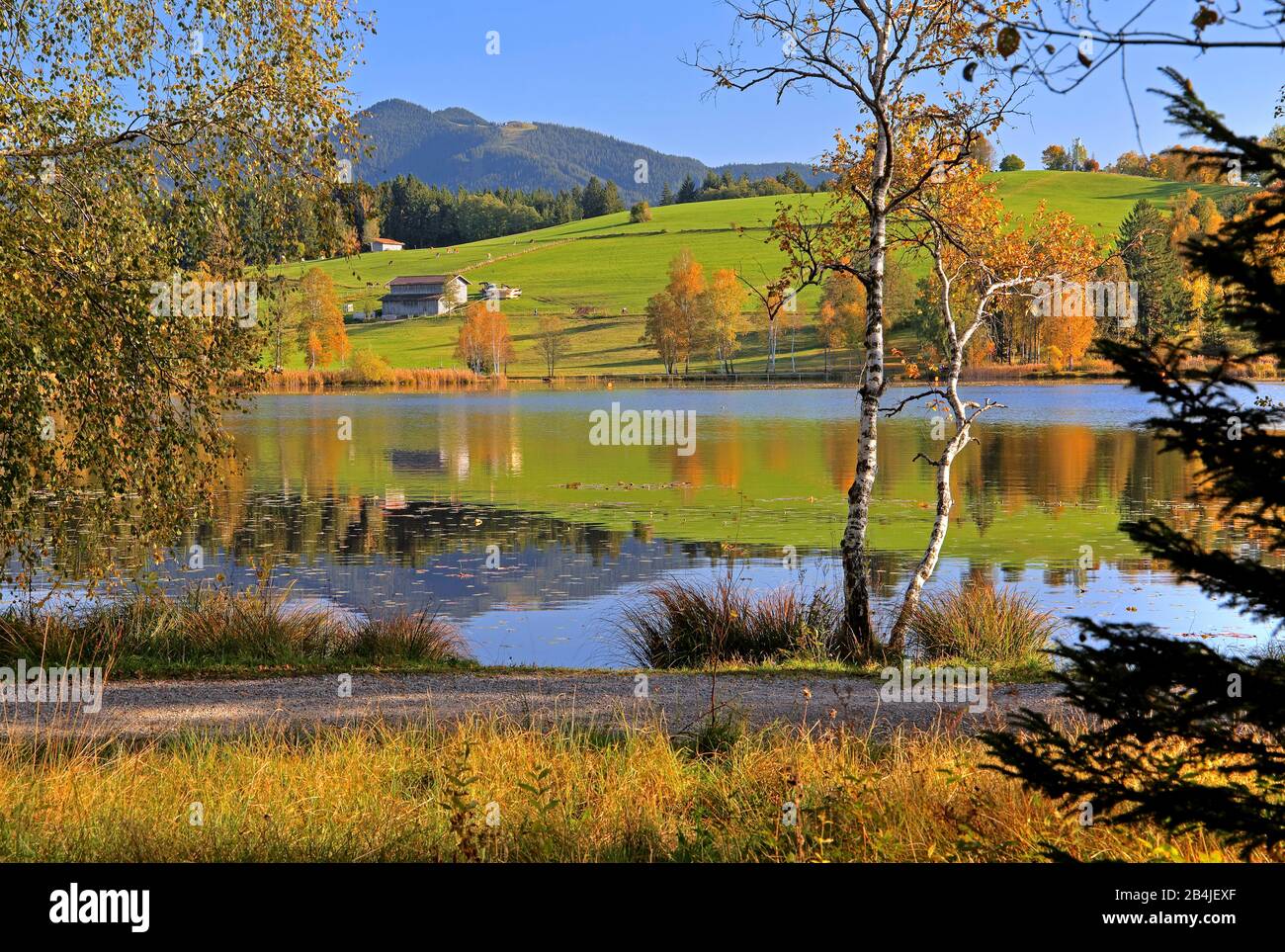 Moorland landscape at the Soiener See with Hörnle (1484m) of the Ammergau Alps, Bad Bayersoien, Alpine foothills, Upper Bavaria, Bavaria, Germany Stock Photo