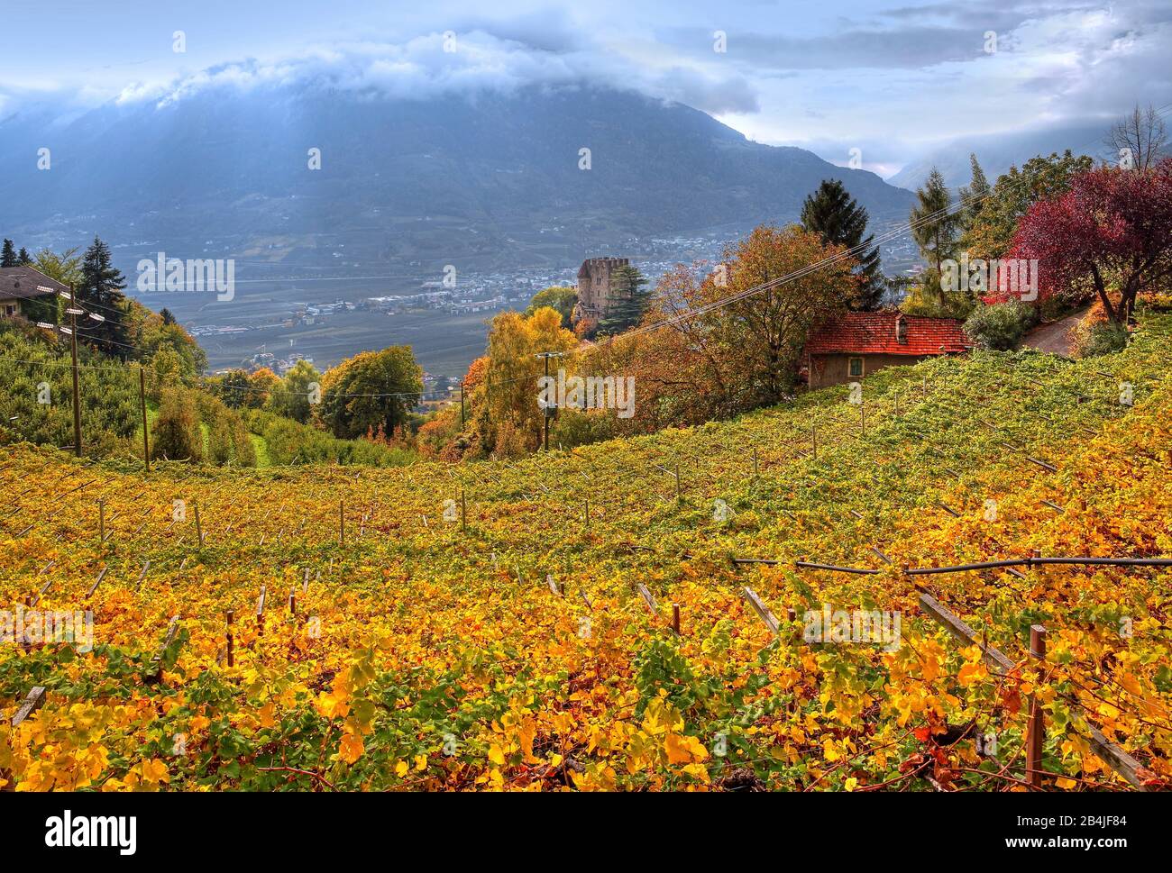 Vineyard with the Brunnenburg and view of the Adige Valley, Dorf Tirol, Burggrafenamt, South Tyrol, Italy Stock Photo