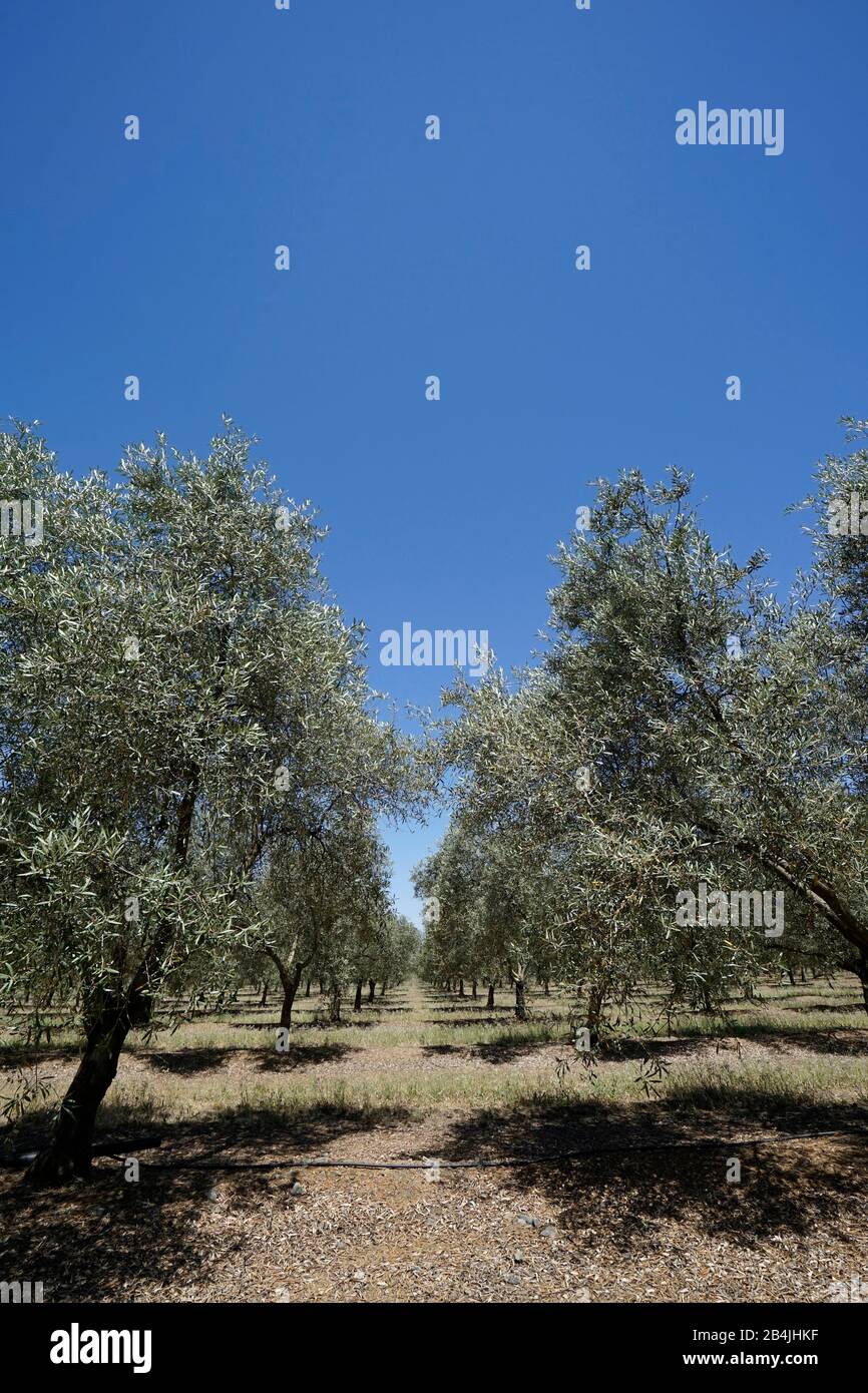 Europe, Portugal, Alentejo region, Beja, agriculture, olive growing