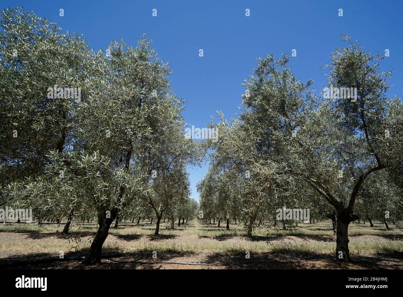 Growing olive trees hires stock photography and images Alamy
