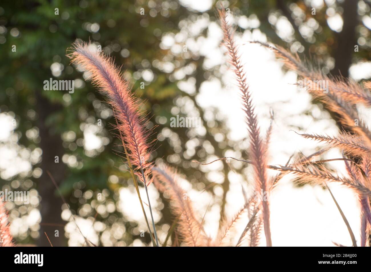 Foxtail,Setaria Viridis. Setaria Viridis in the park at dusk. Stock Photo