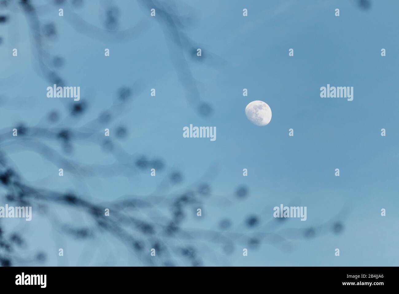 Branches out of focus in front of increasing moon in the sky Stock Photo