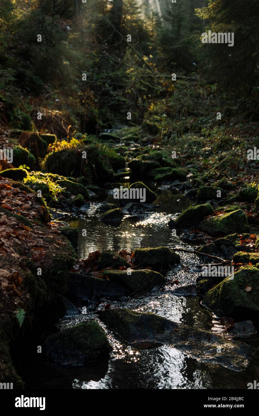 Creek in the autumn forest Stock Photo