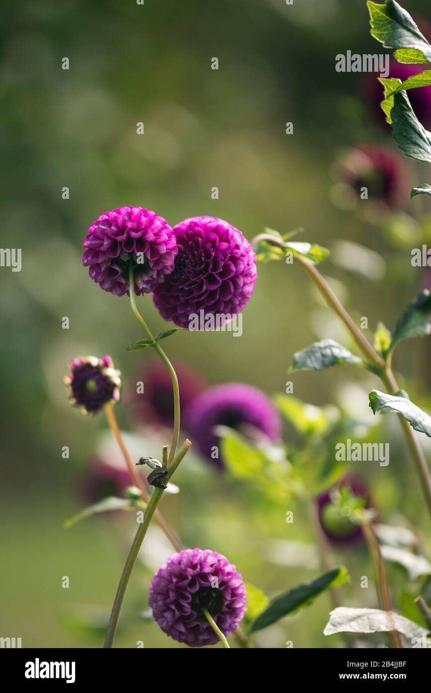 Purple flowering dahlias, close-up, dahlia Stock Photo