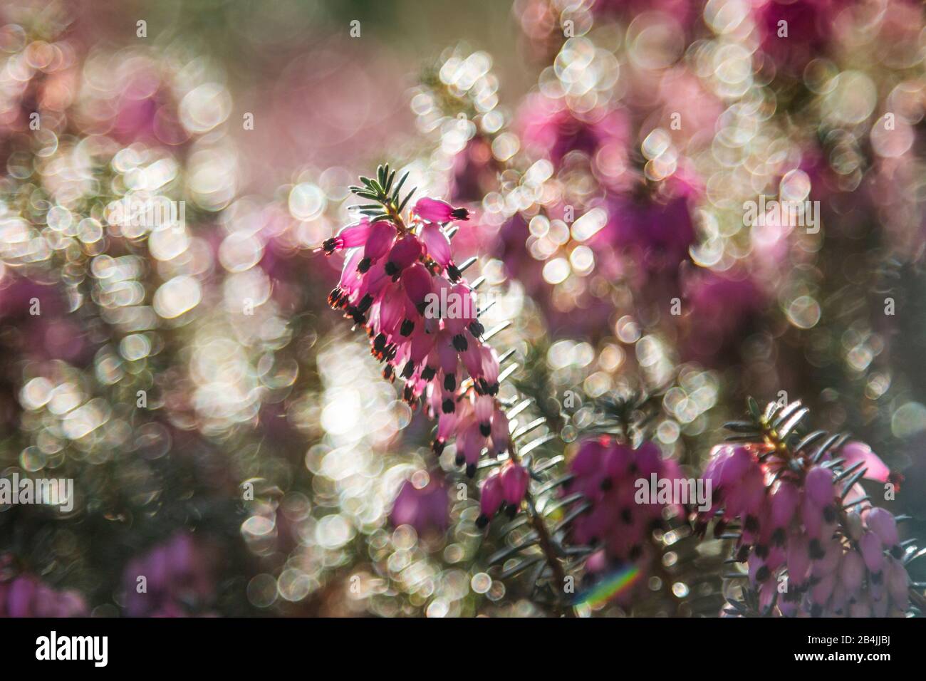 Pink flowering heather, close-up Stock Photo