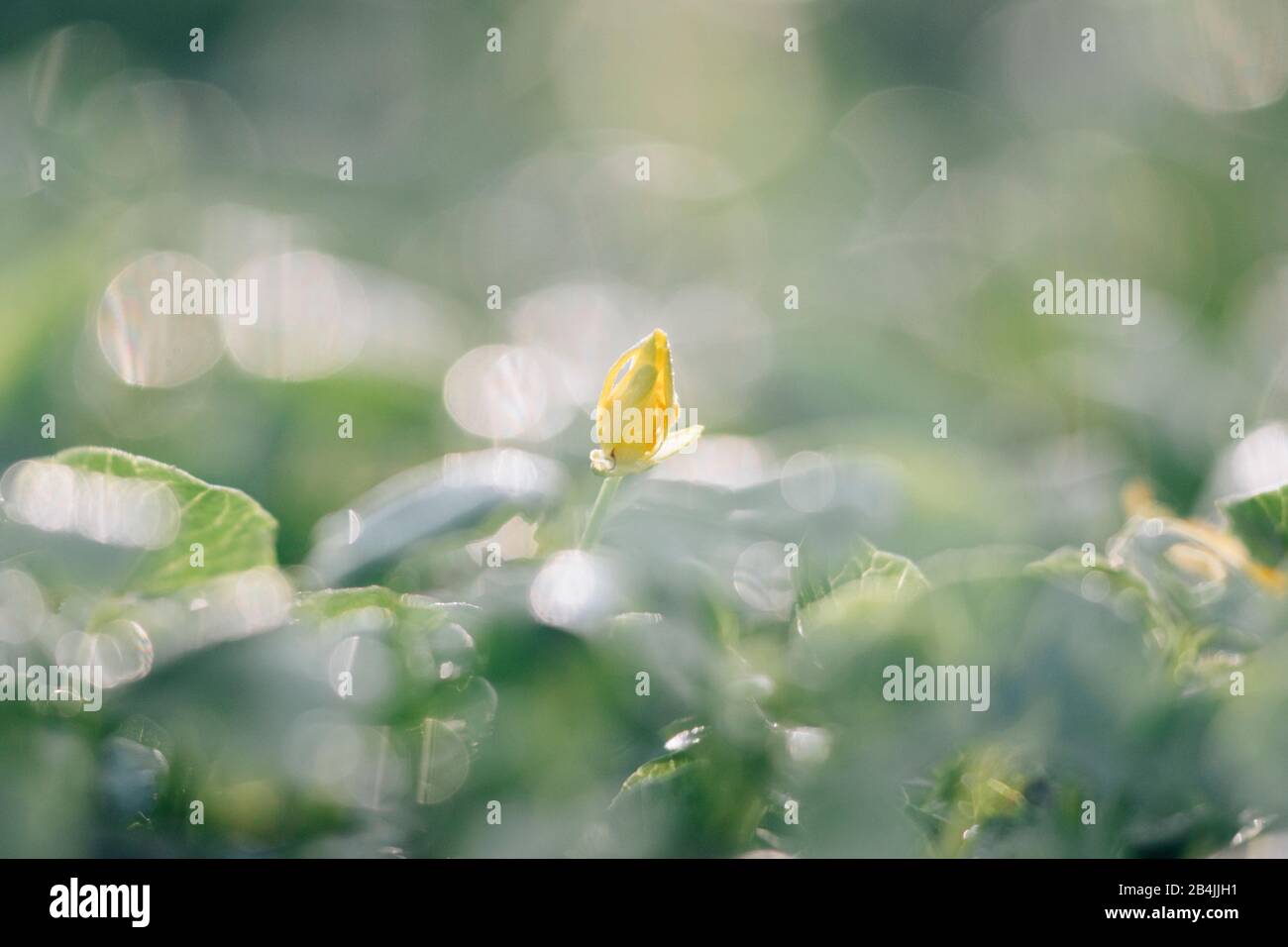 Yellow flower bud in meadow, detail Stock Photo