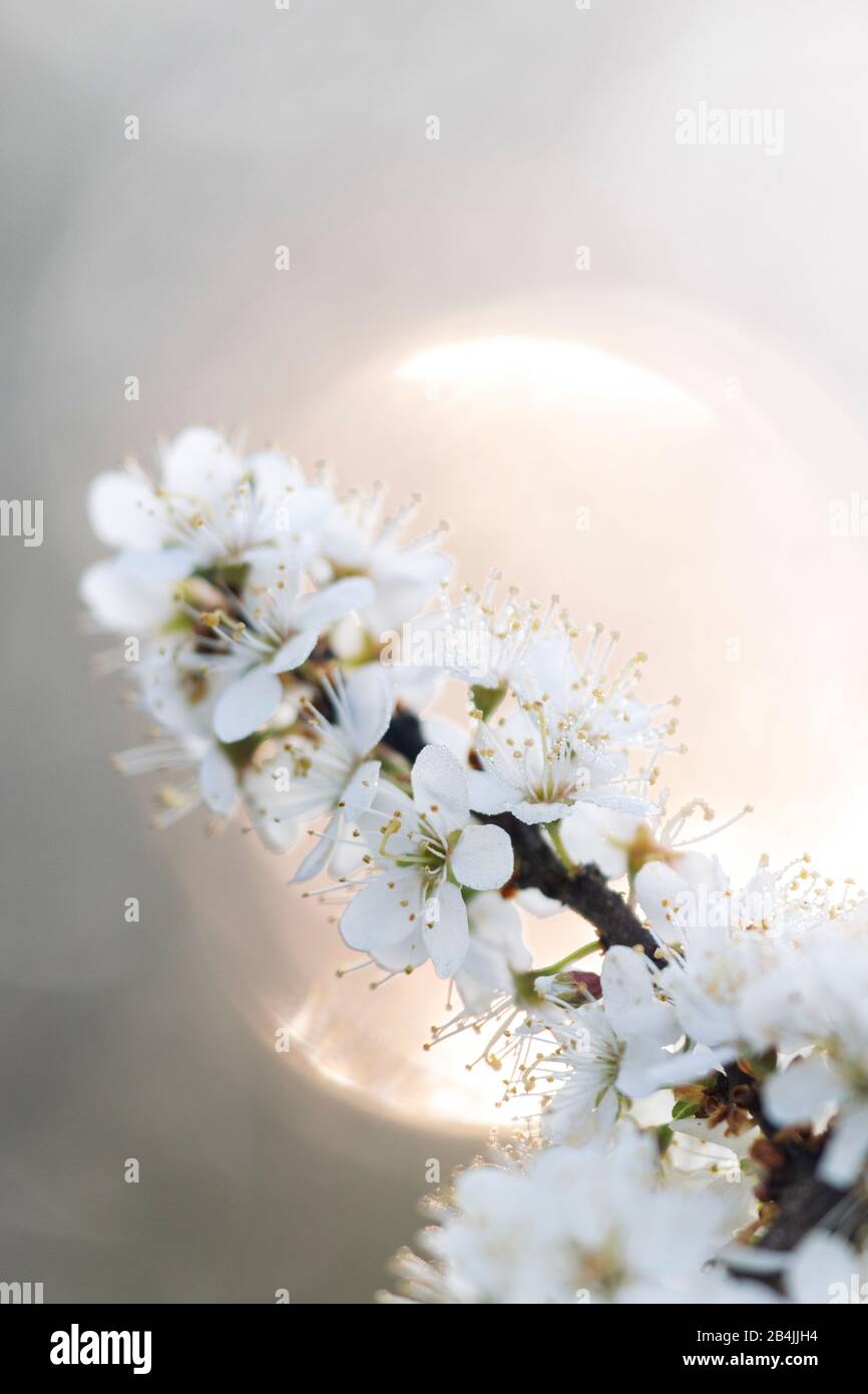 White flowers close up hi-res stock photography and images - Alamy