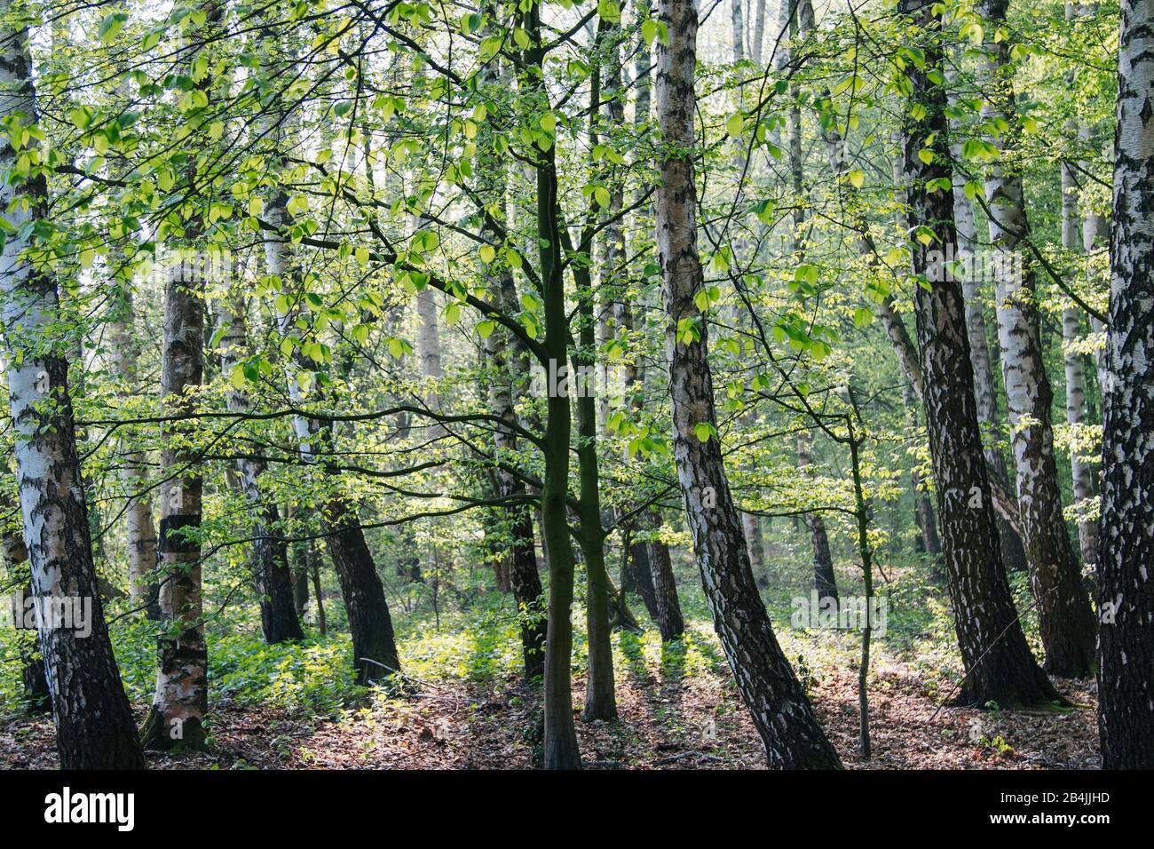 Forest full deciduous trees hi-res stock photography and images - Alamy