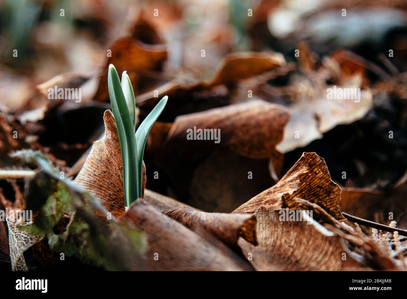 The first snowdrops in the forest, close-up, galanthus Stock Photo