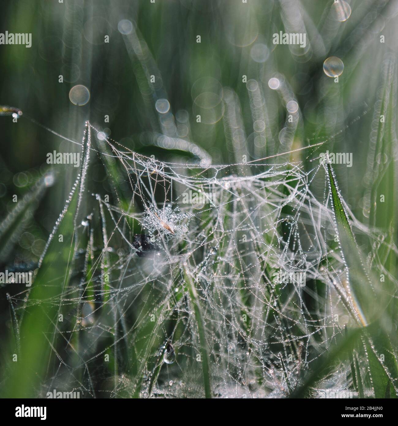 Spider web with water drops, close-up Stock Photo