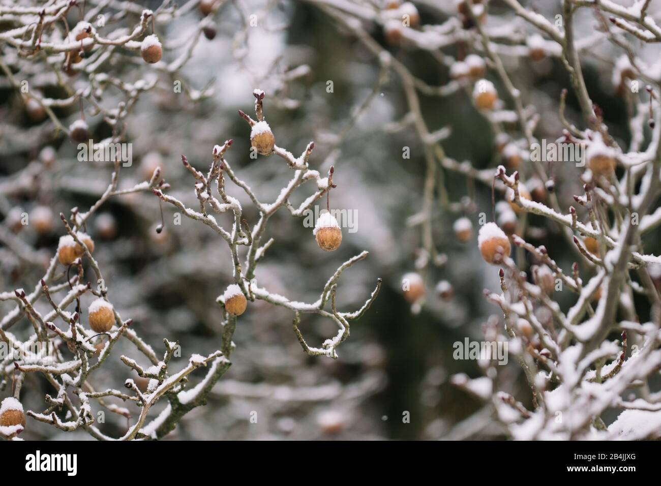 Autumn leaves in the forest in backlight, close-up Stock Photo - Alamy