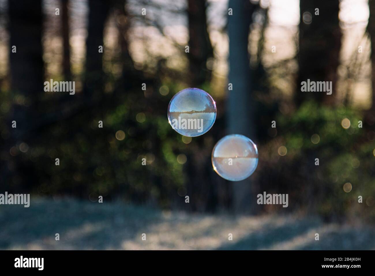 soap-bubble in the forest, close-up Stock Photo