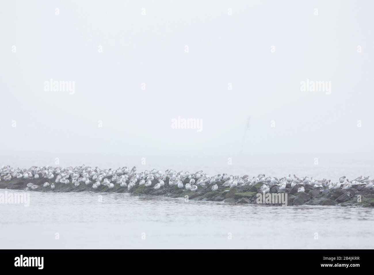Europa, Deutschland, Niedersachsen, Otterndorf. Ein Schwarm überwinternder Sanderlinge (Calidris alba) sitzt ruhend und schlafend auf einer Bune. Dahi Stock Photo
