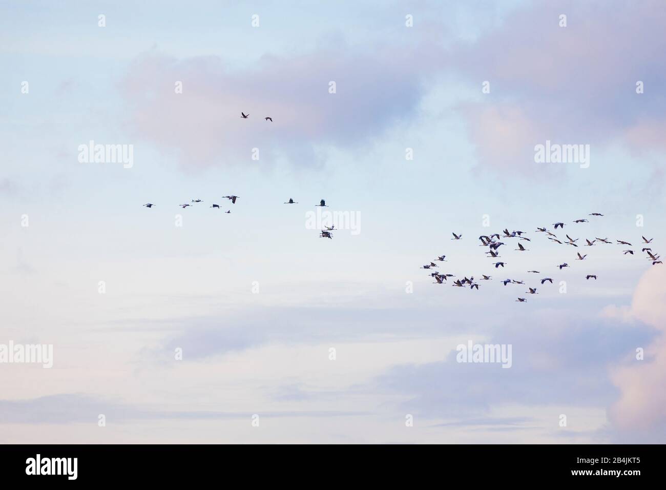 Europa, Deutschland, Niedersachsen, Stinstedt. Ein Schwarm Kraniche (Grus grus) fliegt im Abendlicht über den Stinstedter See, einem klassischen Rastg Stock Photo
