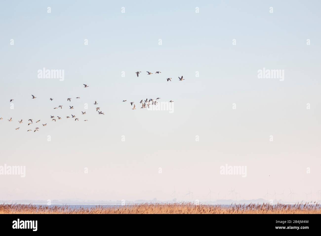 Europa, Deutschland, Niedersachsen, Otterndorf. Kanada- und Graugänse fliegen bei Sonnenaufgang über die Elbmündung. Stock Photo